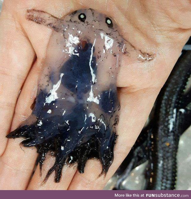 This sea ghost was caught off the east Australian coast by the researchers