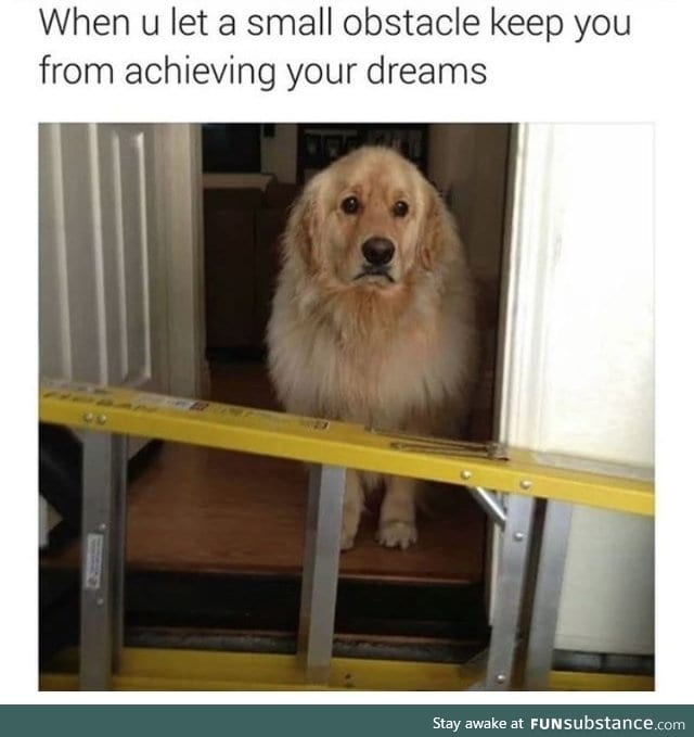 Go Doggo, achieve your dreams