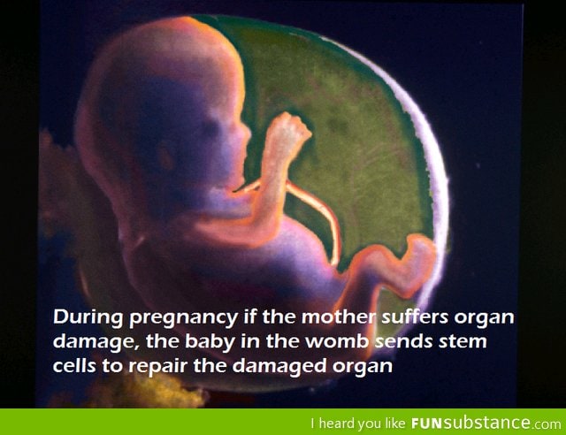 Random fact: Good guy fetus