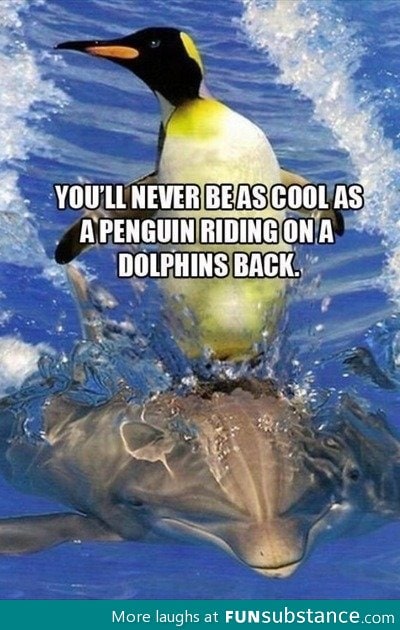 Cool penguin