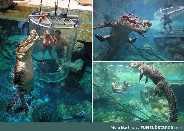 Crocodile zoo