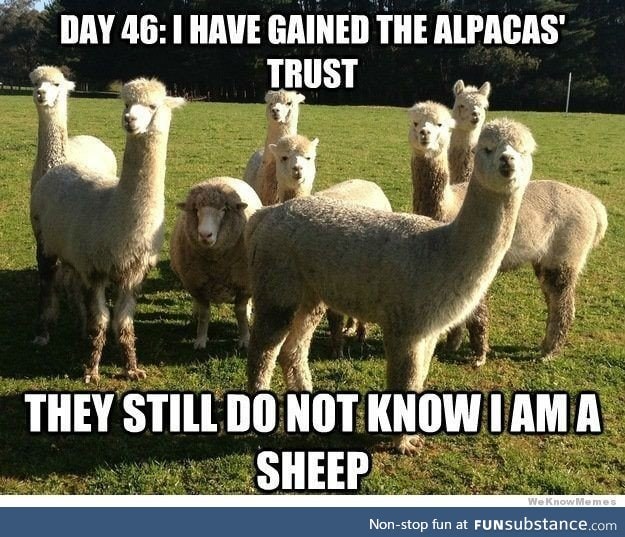 They call me Al Pasheepo