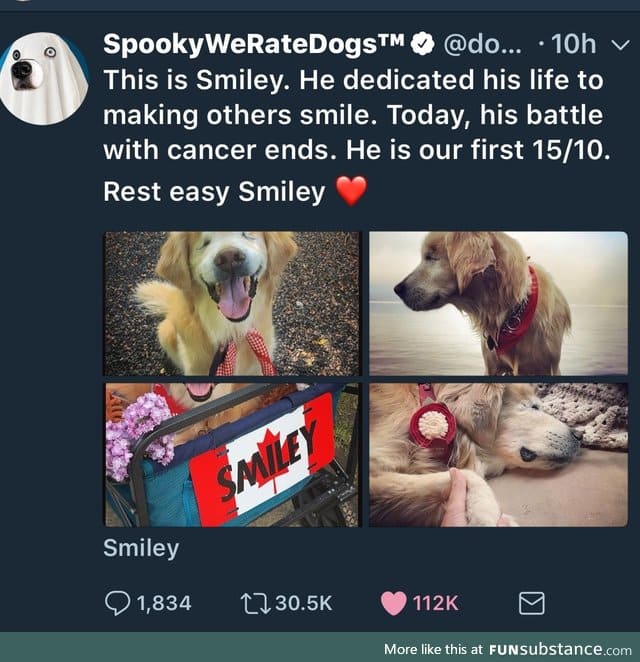 A nice tribute to Smiley the blind golden