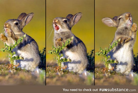 Photographer caught a baby bunny trying to eat a thistle