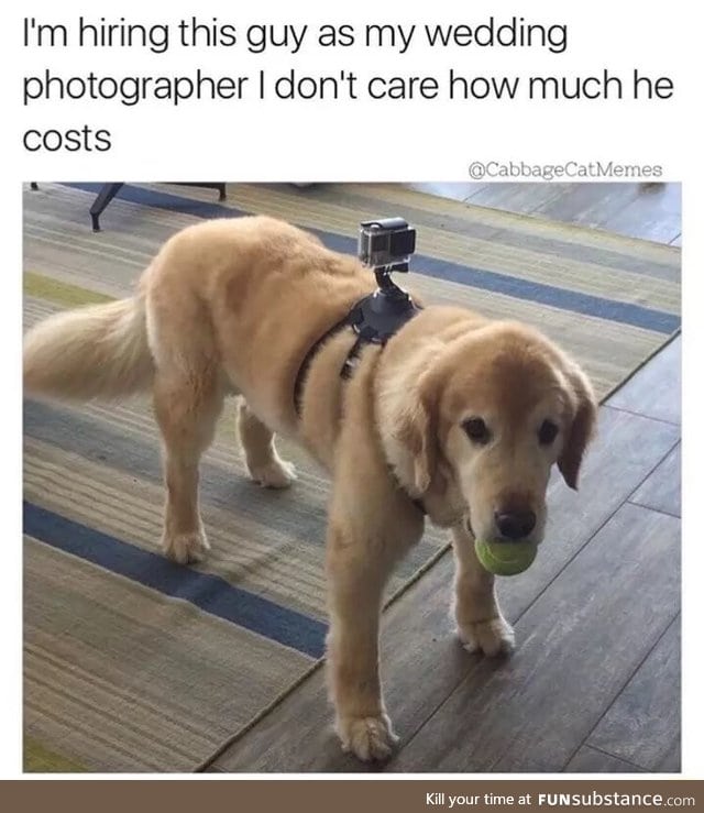 Doggo the wedding photographer