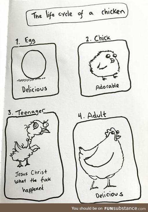 Life cycle of a chicken