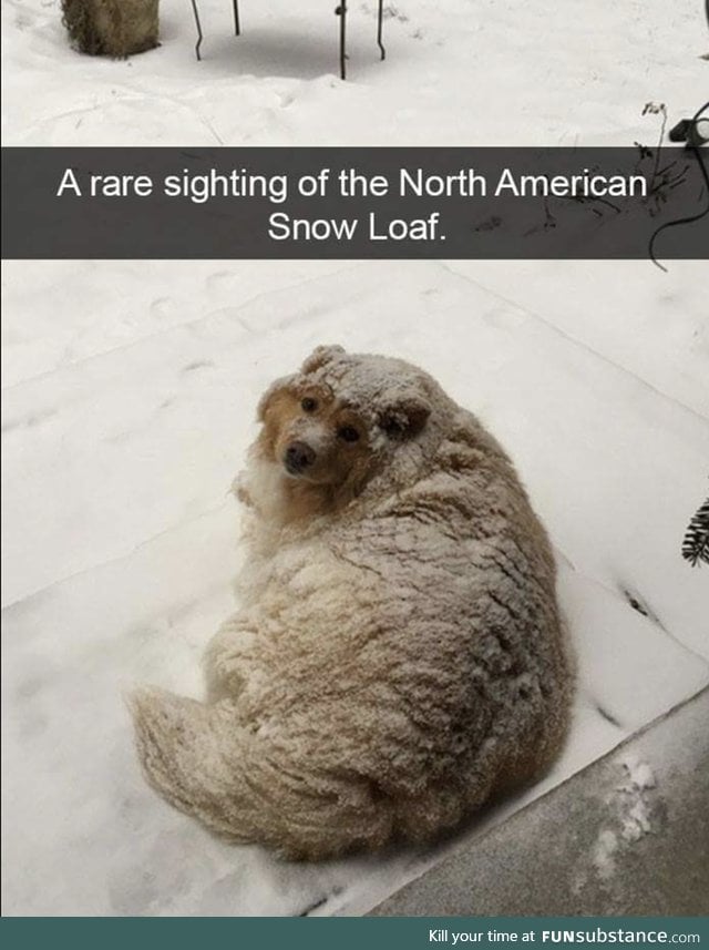 Comment happy sleeps, snow loaf, to receive lots of snow