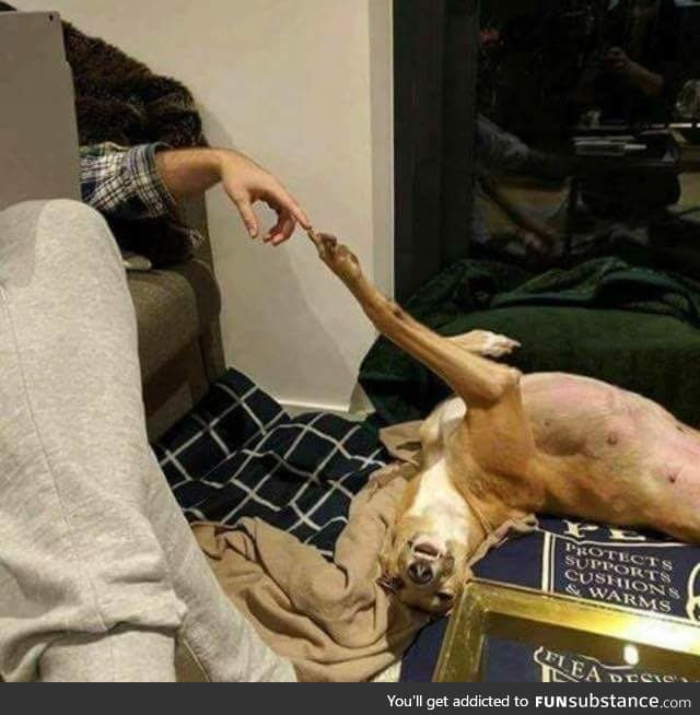 The Creation of Dog