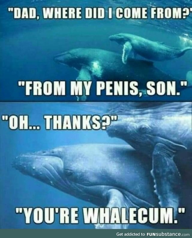 Where do whales come from