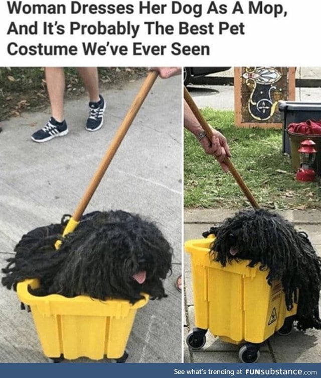 Mop looks like a dog