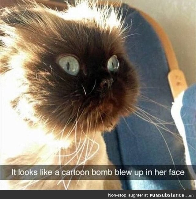 Cartoon cat