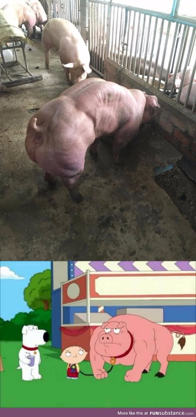 Oink strength 1000