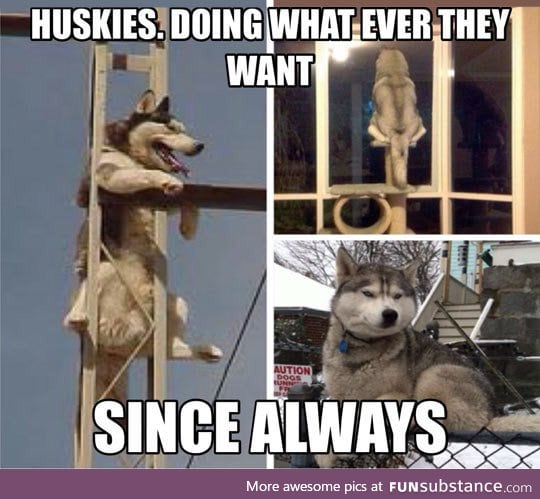 Truth about huskies