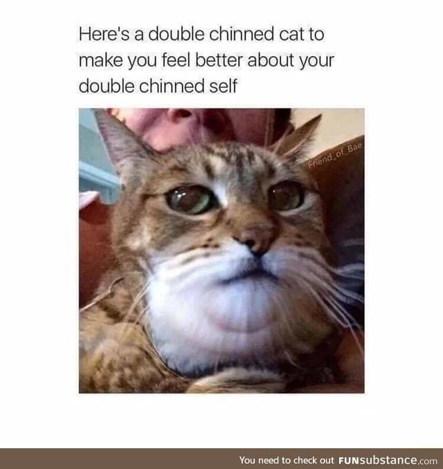 This cat has double chin