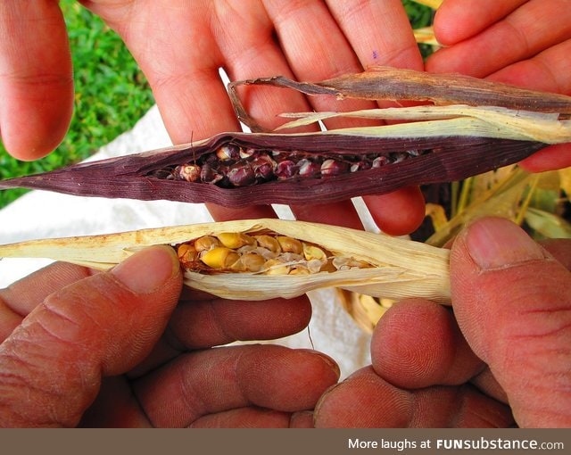 This is teosinte, or zea, the original ancestor of modern corn