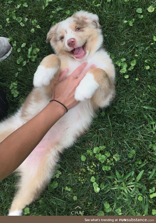 H A P P Y B O Y E does a heckin smilo while geting scritches