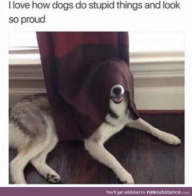 Dogs are wholesome