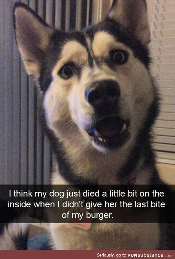 poor lil dogo