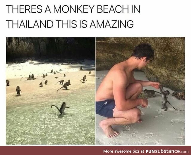 Monkey beach