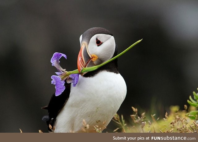 Monday is always hard so this cutie brings you a flower