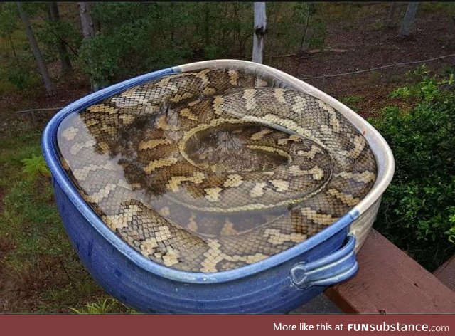 Carpet Python cooling off in a bird bath in Australia