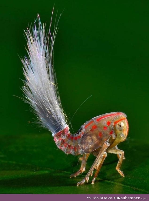 New species of insect found living in the South American Rainforest