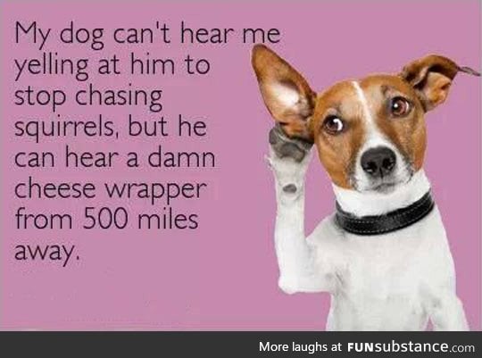 Selective hearing of a dog