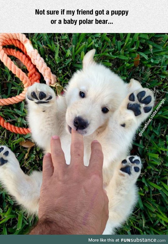 Not sure if puppy or polar bear