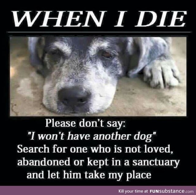 Please consider adopting a dog .They deserve better