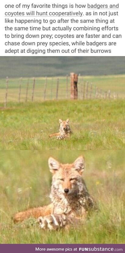 2 different animals cooperating to get food