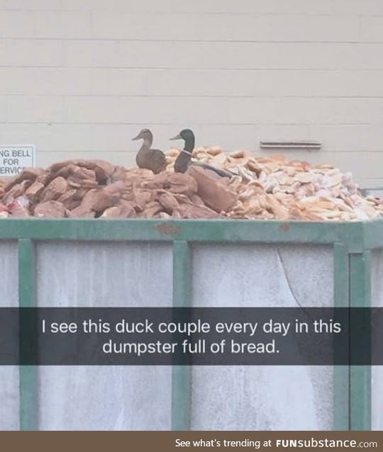 Duck heaven