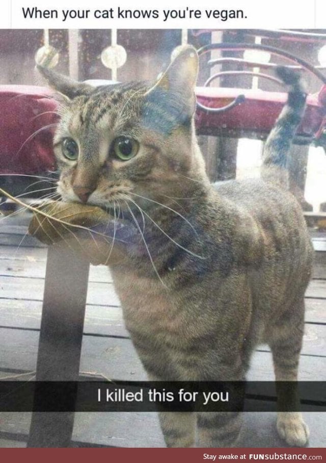 Vegan cat