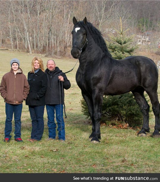 Percheron horse