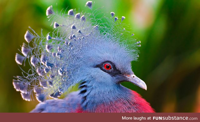 Victoria Crowned pigeon