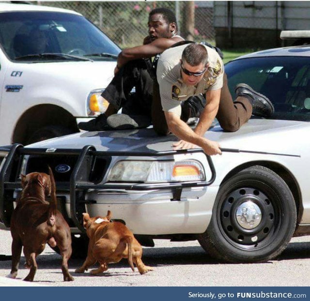 Cop and suspect forced to get along because of random aggressive pitbulls