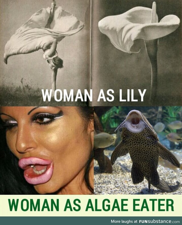 Lily and algae eater