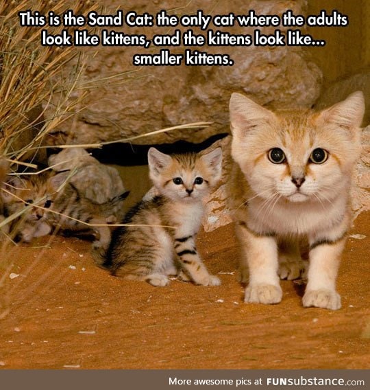 Sand cat