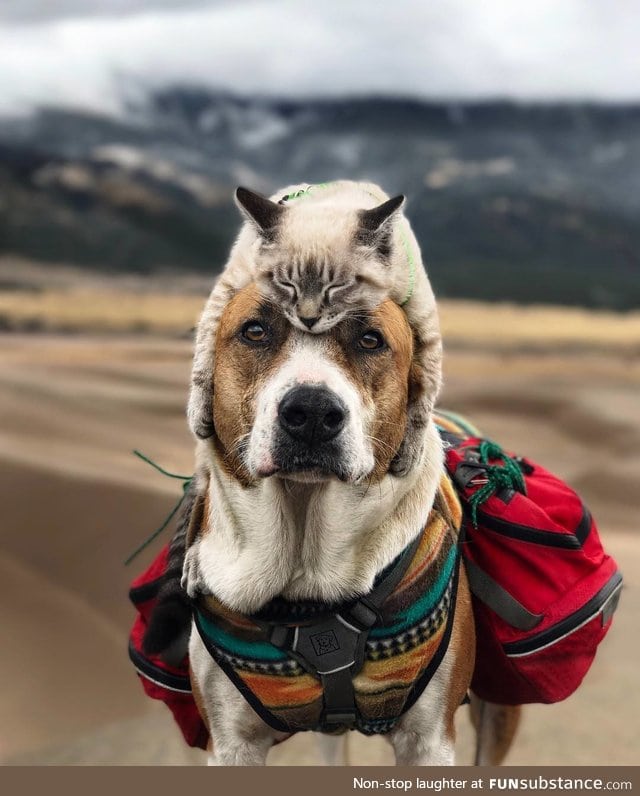 Cat hat