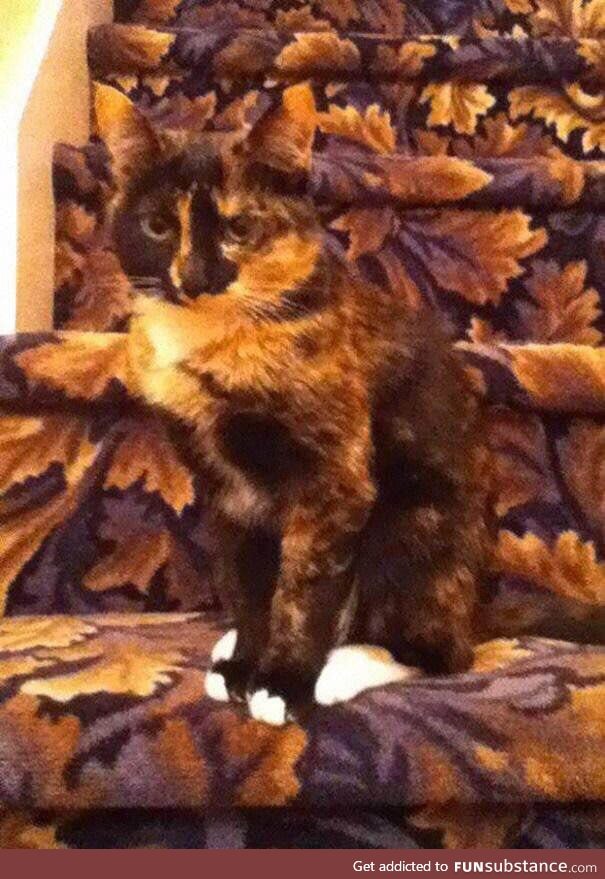 This cat blends in with the stairs