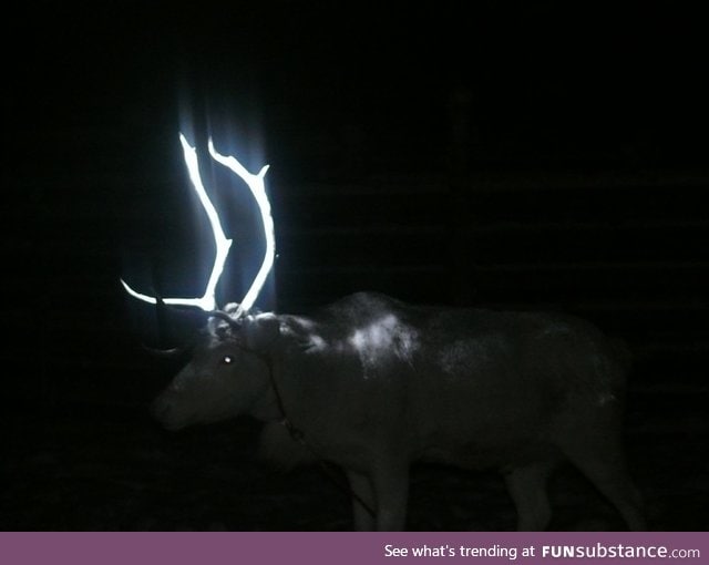 Reindeer in Finland with reflective paint sprayed on the antlers