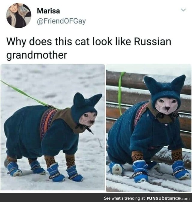 Russian cat