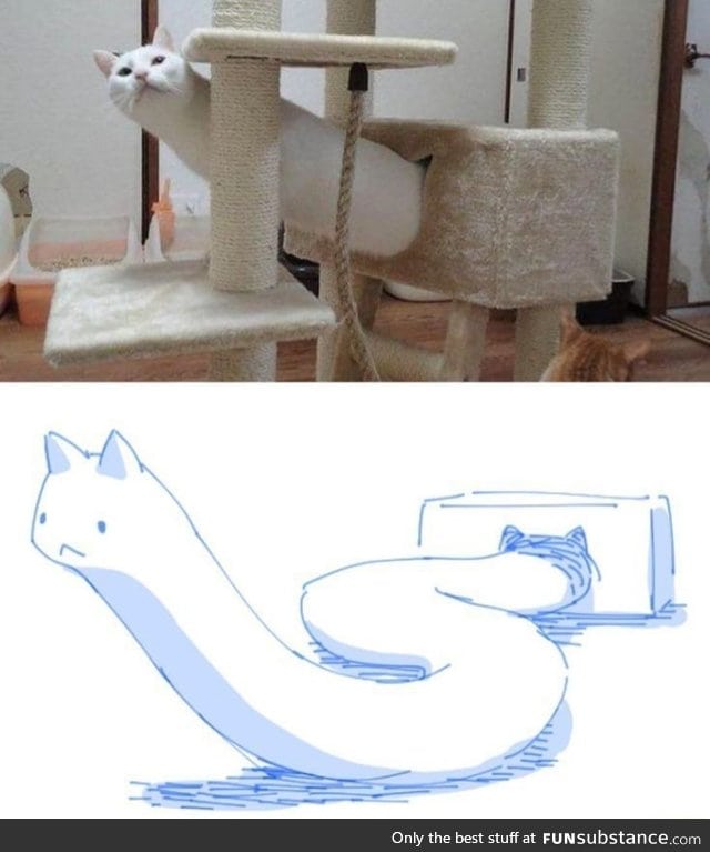 Cat snake