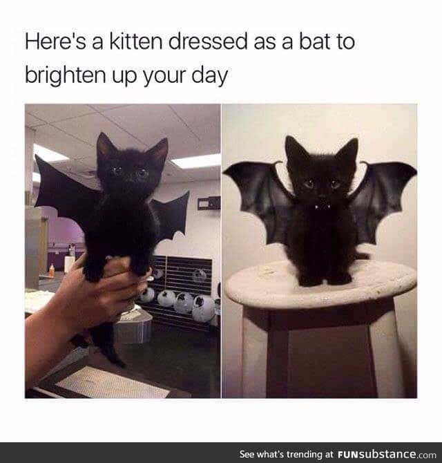 Nana nana nana nana Batcat!