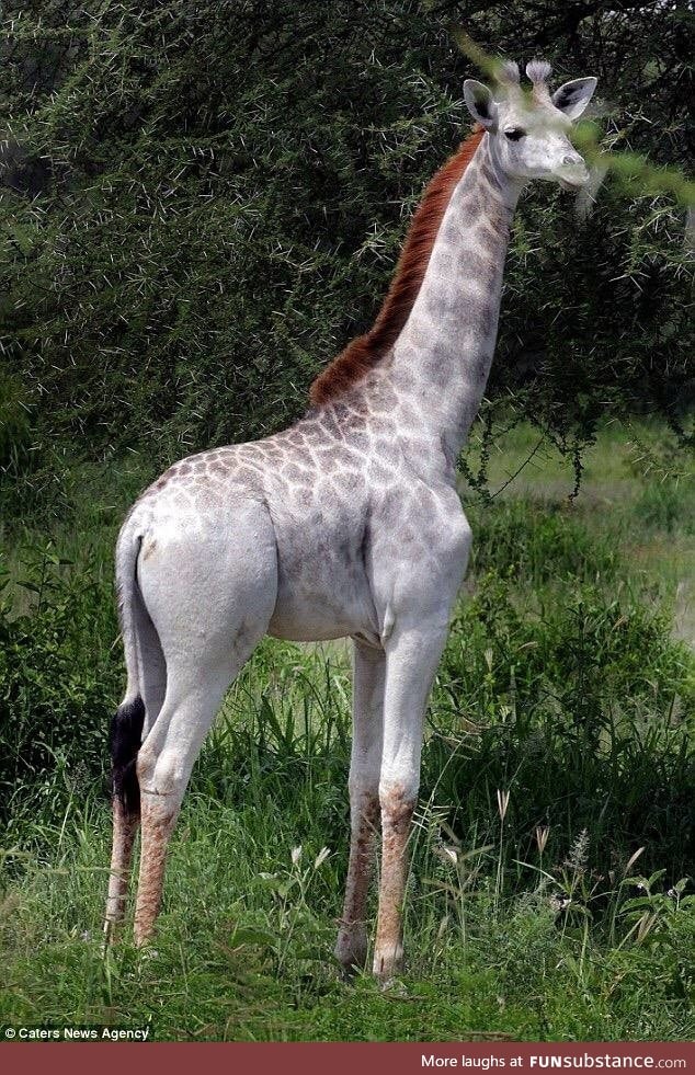 Rare white giraffe calf recently spotted in Tanzania