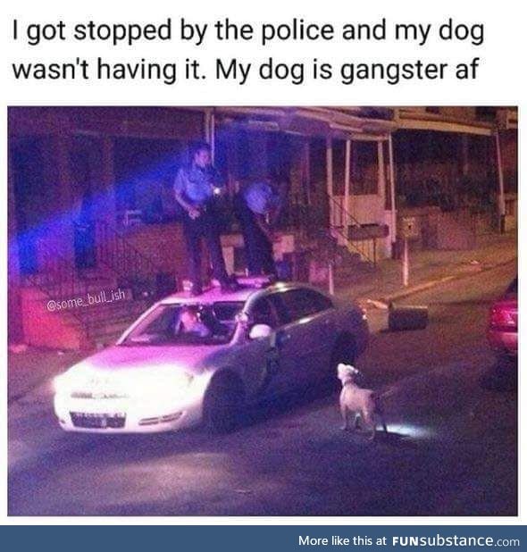 The dog ain't getting shot cuz he's white