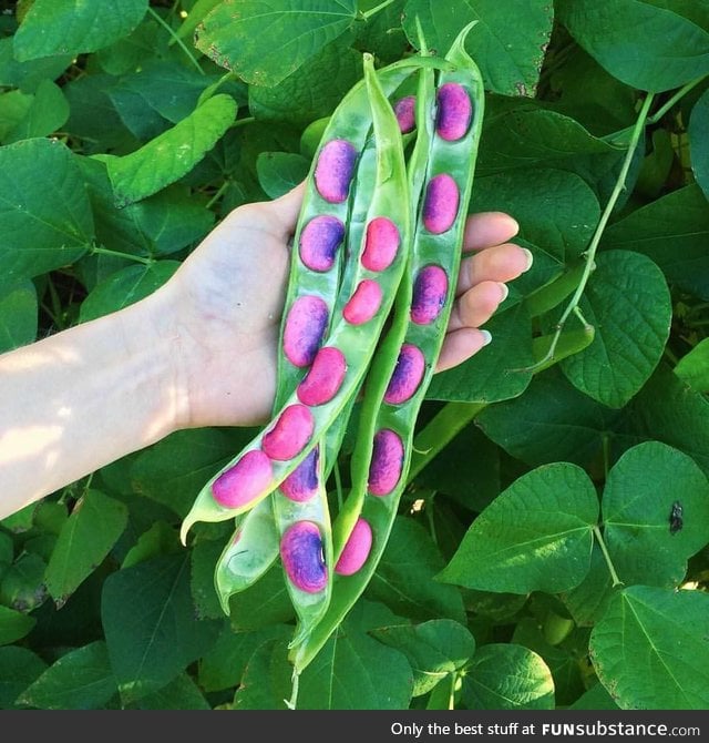 Scarlet runner beans