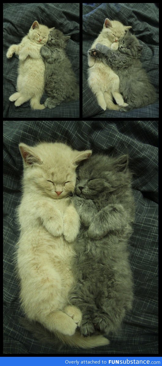 Kitty buddies