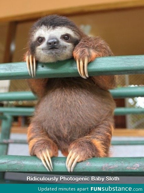 Photogenic sloth