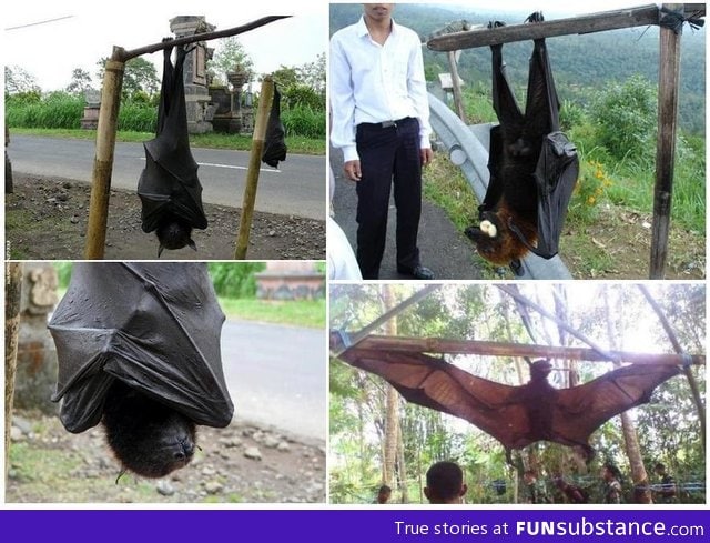 Big ol' bats!