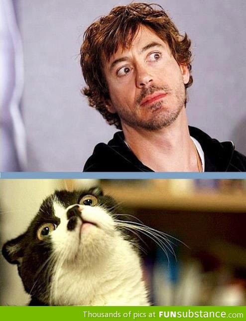 Robert downey junior's cat